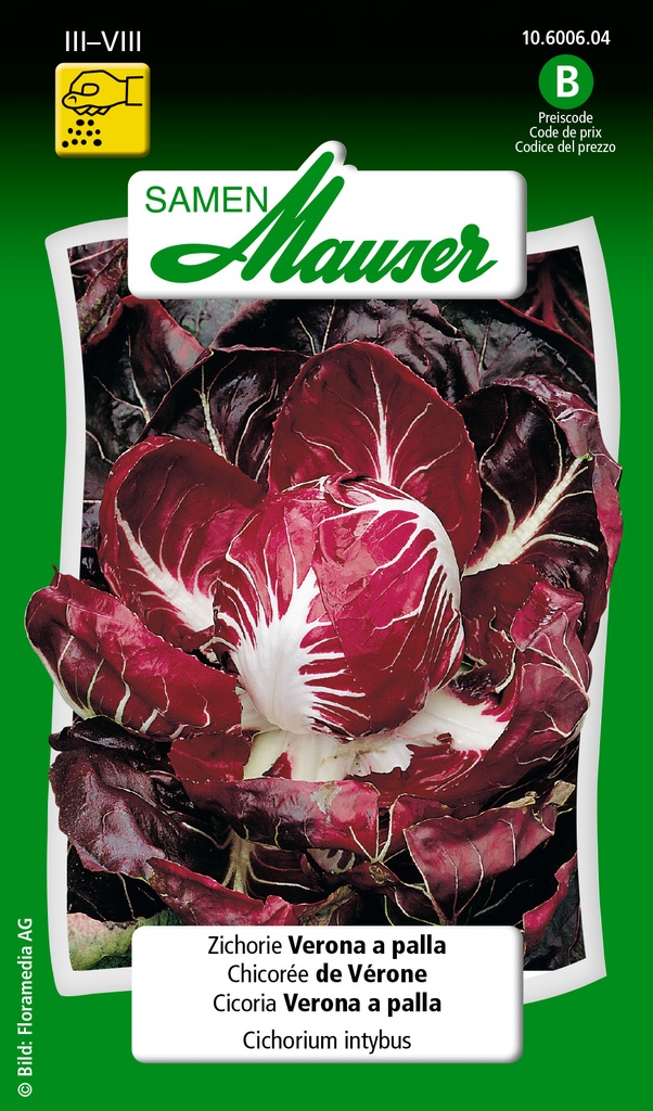Chicorée rouge de Vérone