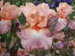 Iris germanica 'Goodbye Heart'