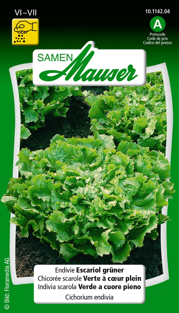 Chicorée scarole verte coeur