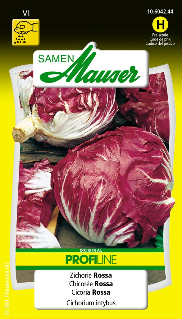 Chicorée Selma-Rossa