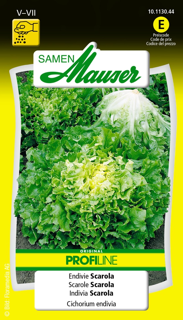 Chicorée Selma-Scarola