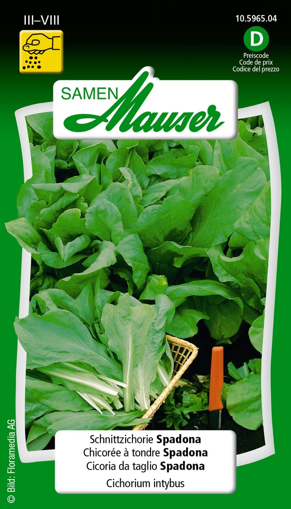 Chicorée Spadona