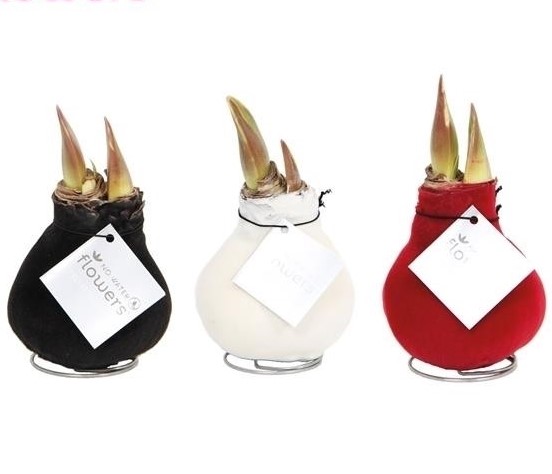 Amaryllis Waxz