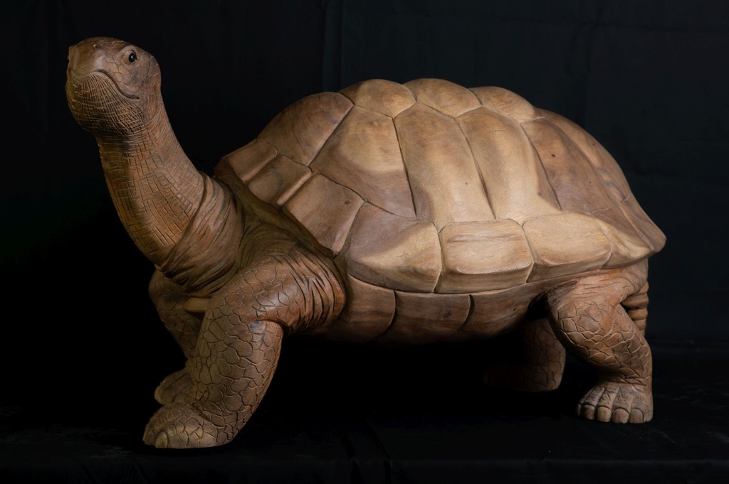 Tortue  curieuse , scultée L