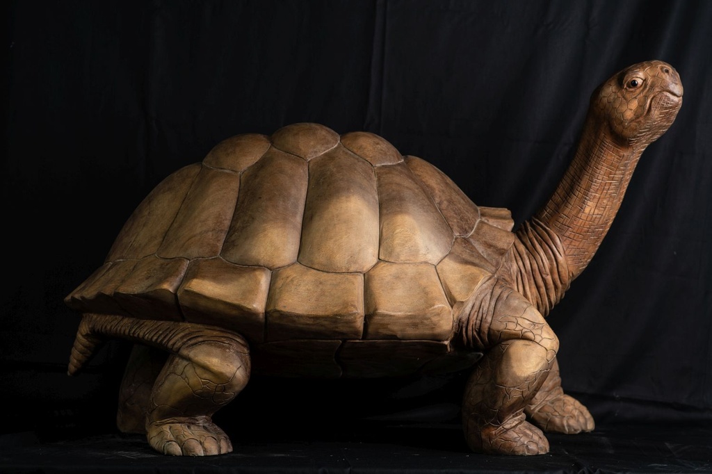 Tortue  curieuse , scultée XL