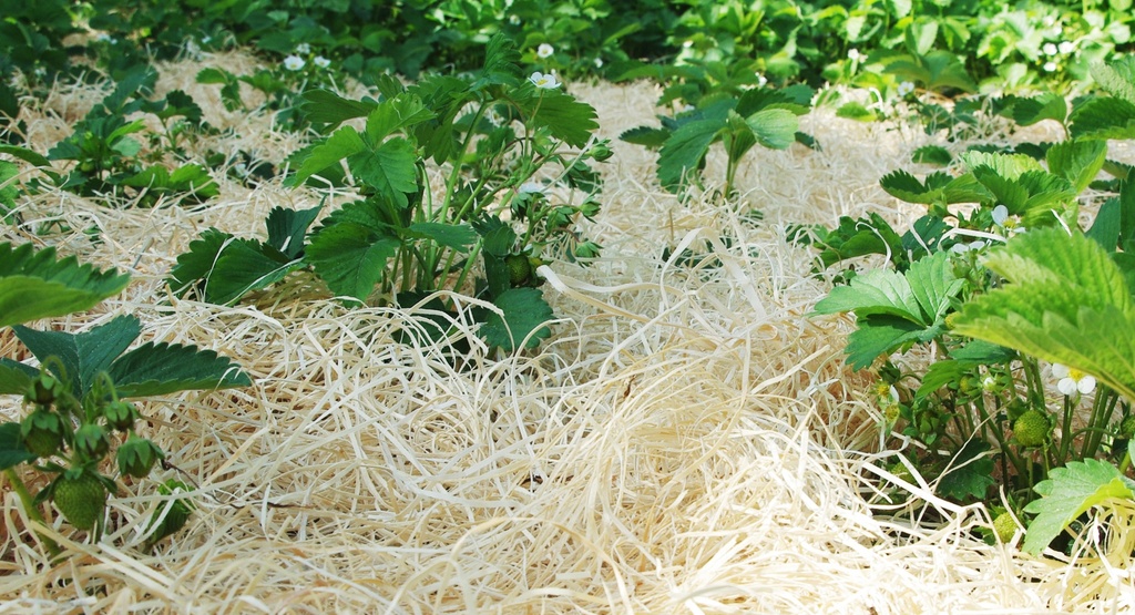 Laine de paillage pour fraisiers