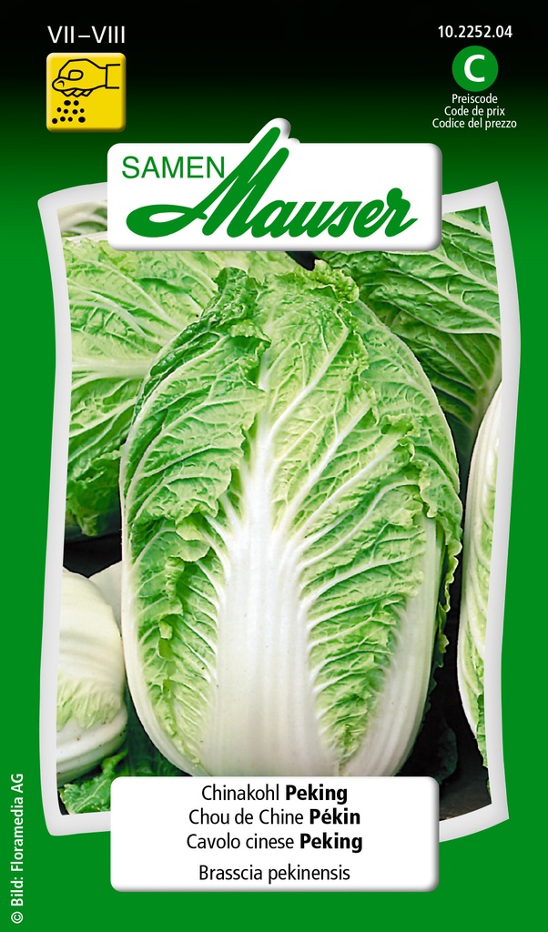 Chou de chine Pekin F1