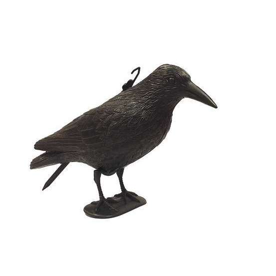 Corbeau Effaroucheur Oiseaux