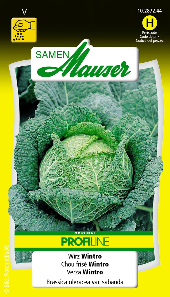 Chou de Milan Selma-Wintro