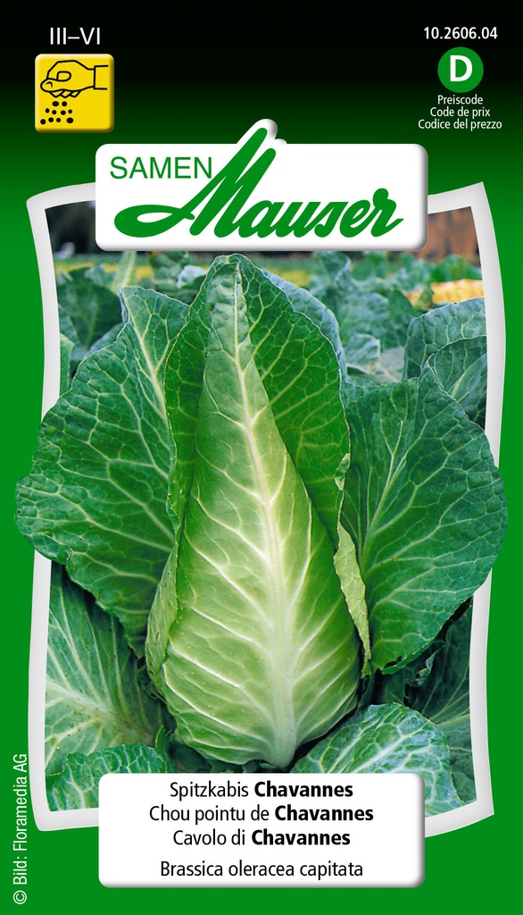 Chou pointu Chavannes