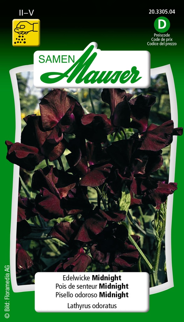 Pois de senteur midnight