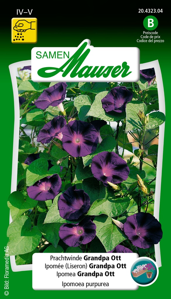 Ipomoée grandpa ott