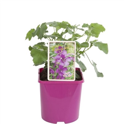 Lavatera 'Burgundy Wine'