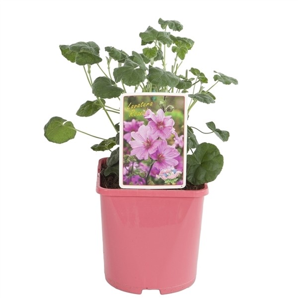 Lavatera olbia 'Rosea'
