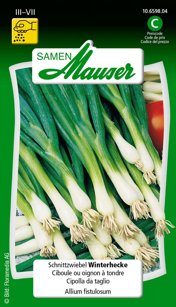 Ciboule commune ou oignon à tondre