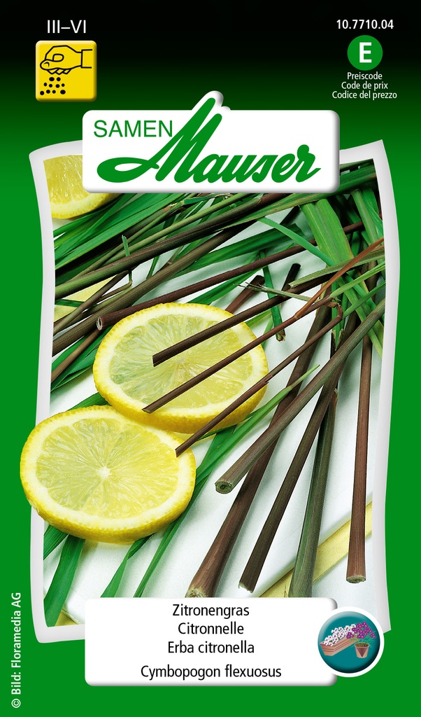 Citronelle Cymbopogon flexuosus