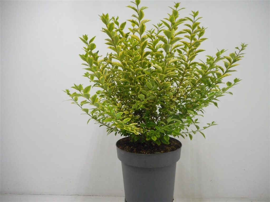 Ligustrum ovalifolium 'Aureum'