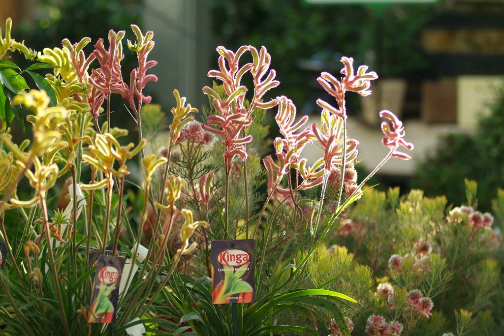 Anigozanthos