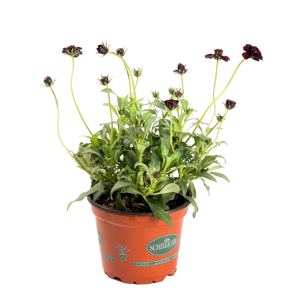 Cosmos atrosanguineus 'Chocamoch