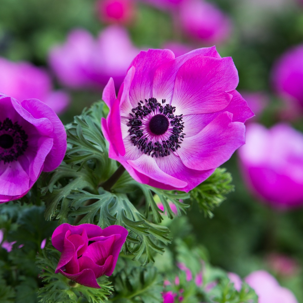 Anemone coronaria