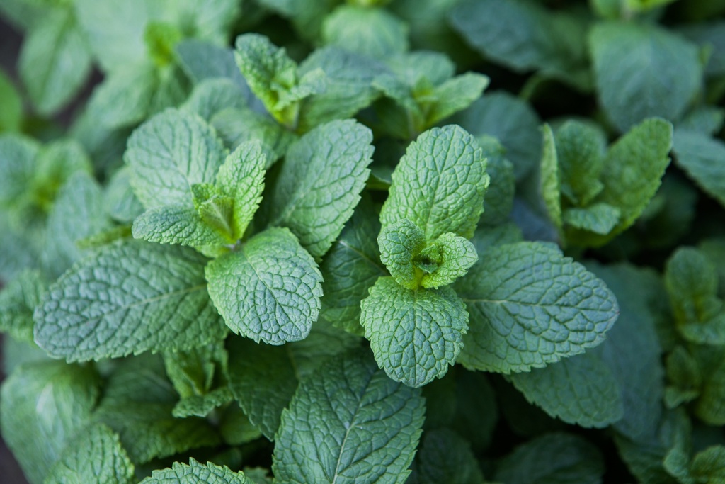 Menthe espagnole