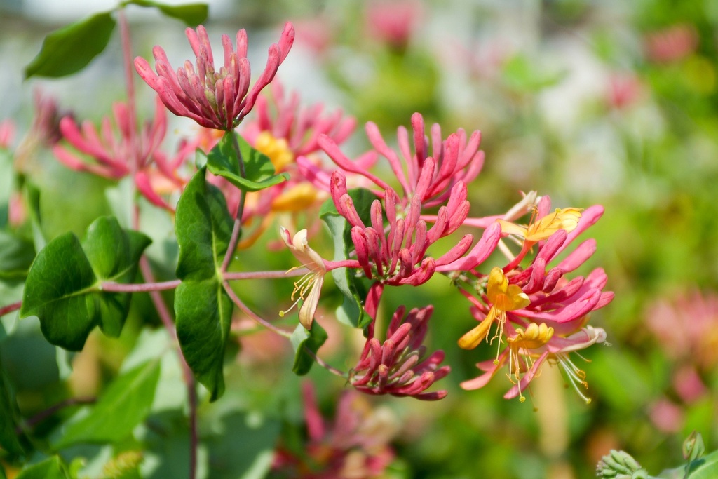 Lonicera x br. 'Dropmore Scarlet'