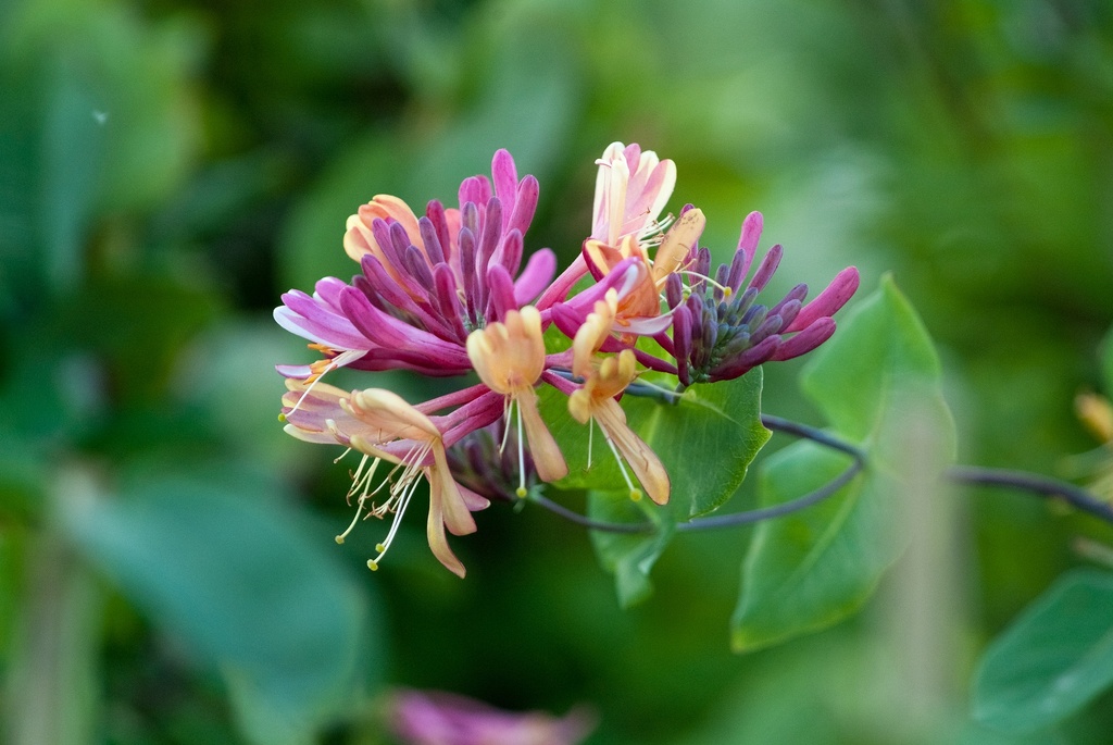 Lonicera x heckrotti 'Goldflamme'