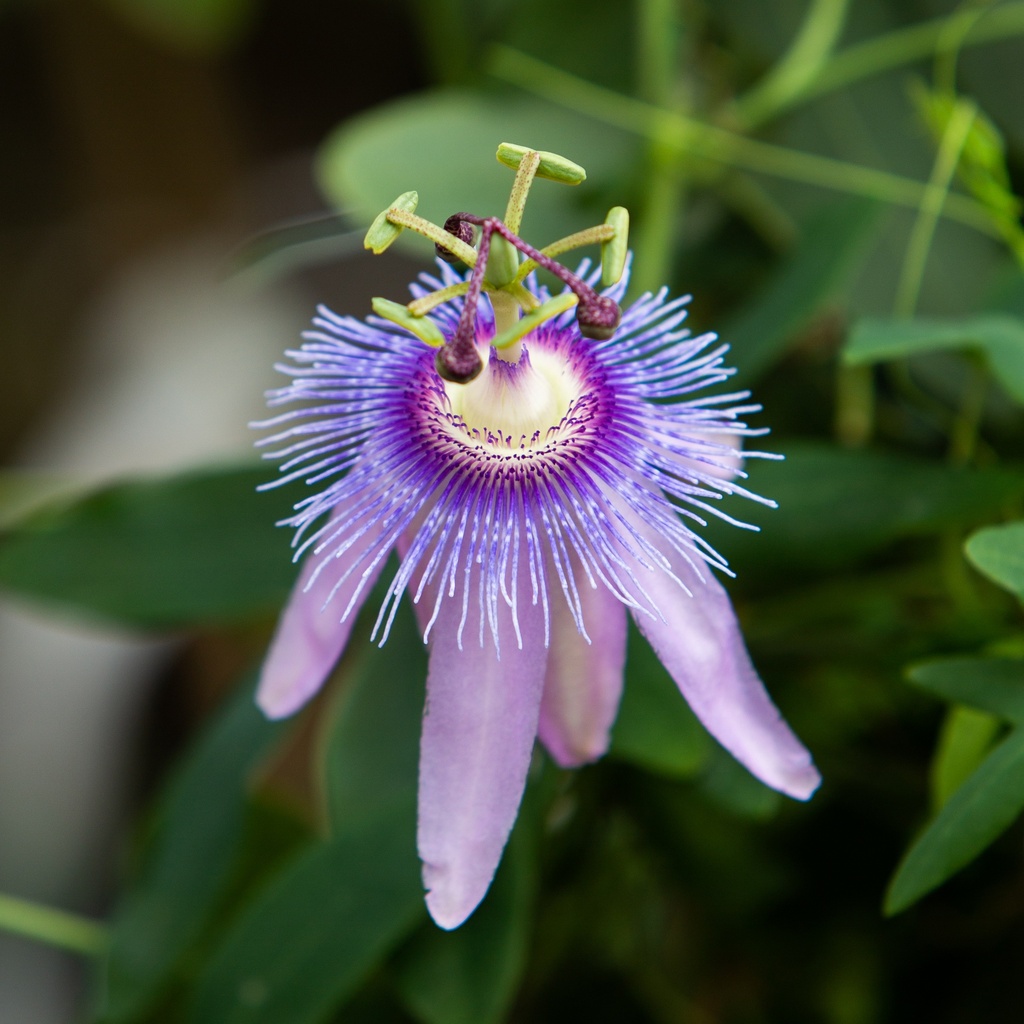 Passiflora caerulea - Pyramide
