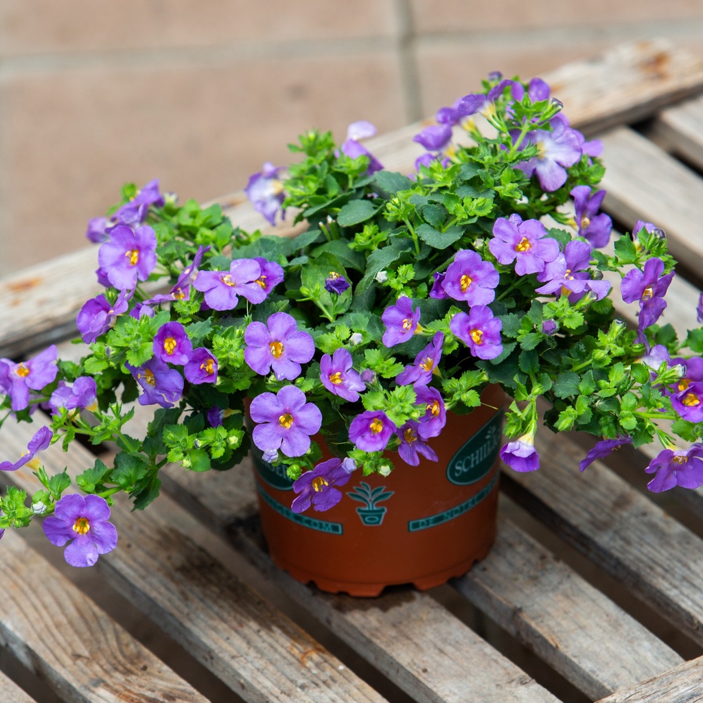 Bacopa