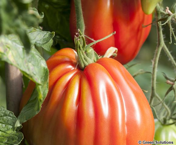 Tomate 'Liguria'