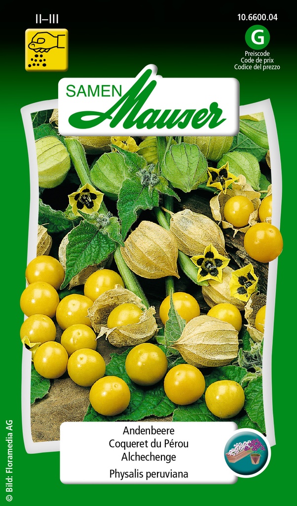 Coqueret du Pérou