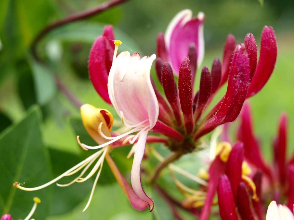 Lonicera periclymenum 'Serotina'