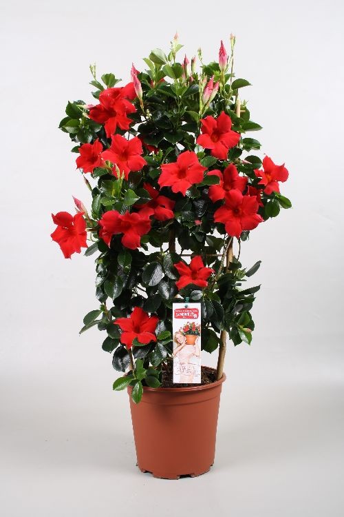 Dipladenia - Pyramide / Espalier