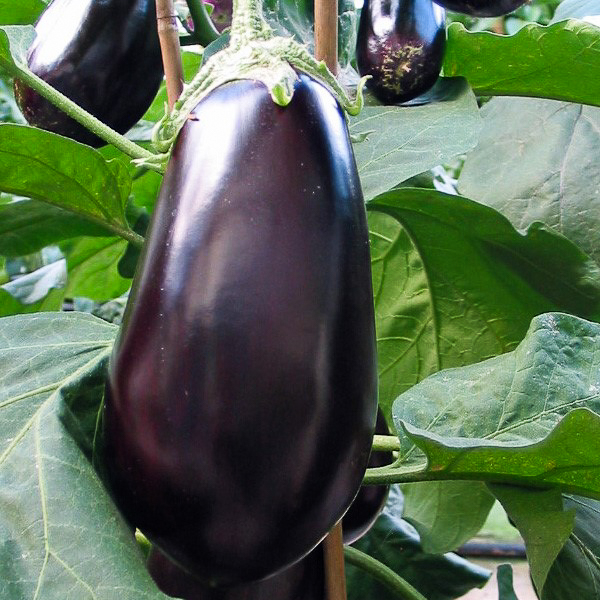Aubergine greffée 'Madonna'