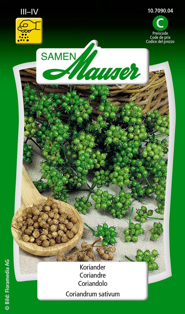 Coriandre sativum