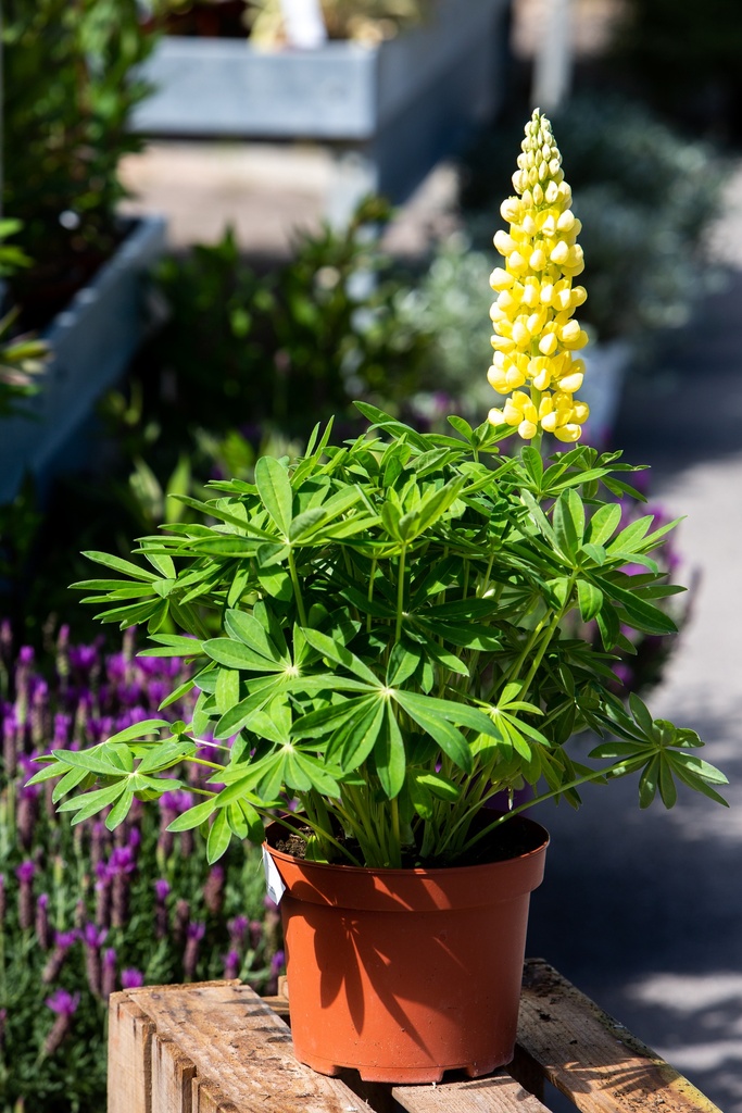 Lupinus 'Gallery Yellow'