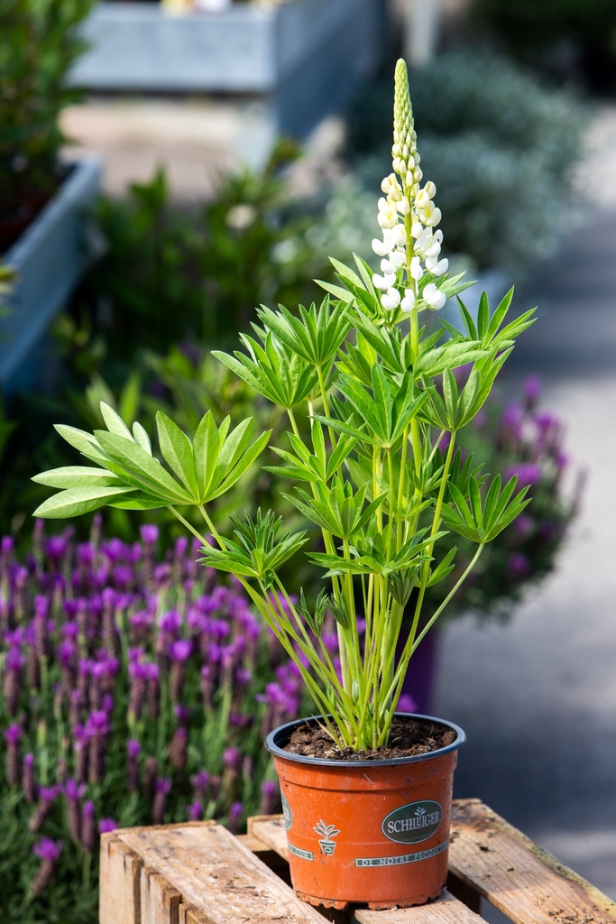 Lupinus 'Gallery White'