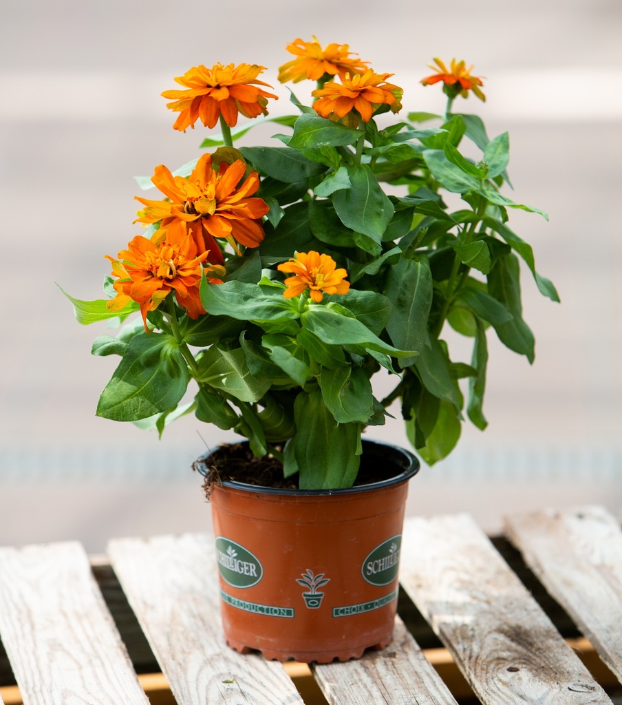 Zinnia elegans 'Zahara'
