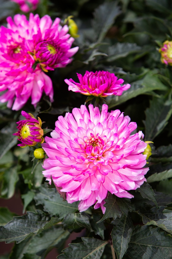 Dahlia en potée