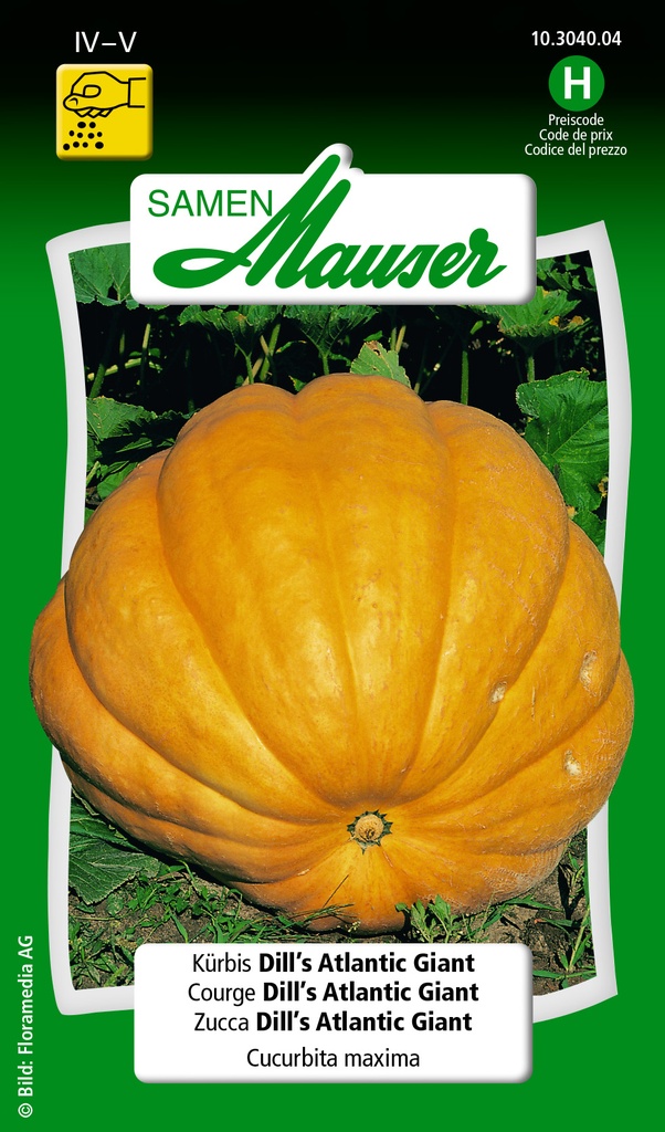 Courge Dill's Atlantic giant