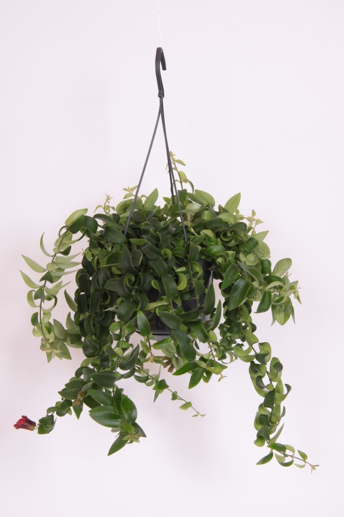 Aeschynanthus lobbianus 'Rasta'