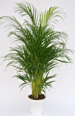 Areca lutescens