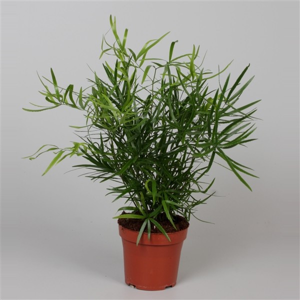 Asparagus falcatus