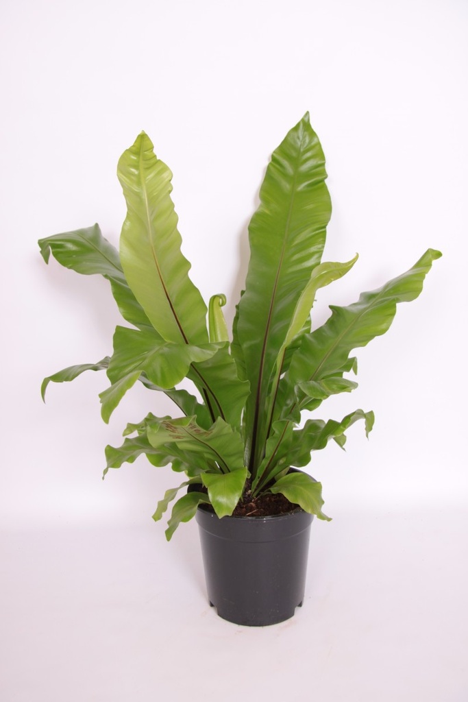 Asplenium nidus