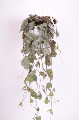 Ceropegia linearis subsp. woodii