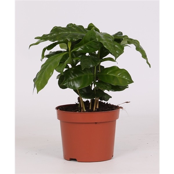 Coffea arabica
