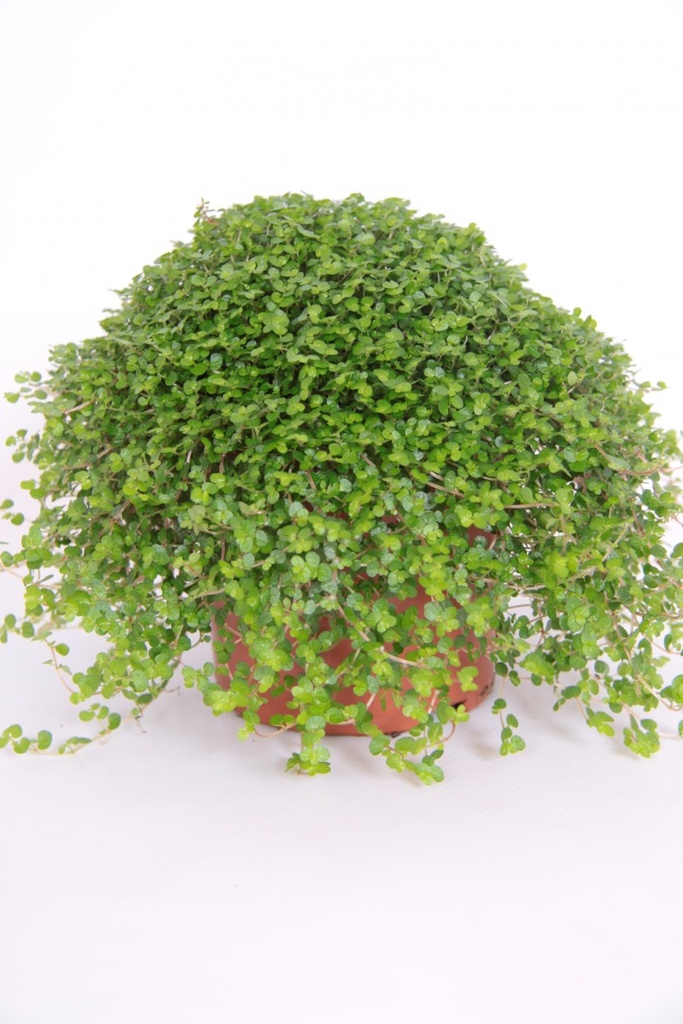 Helexine soleirolii