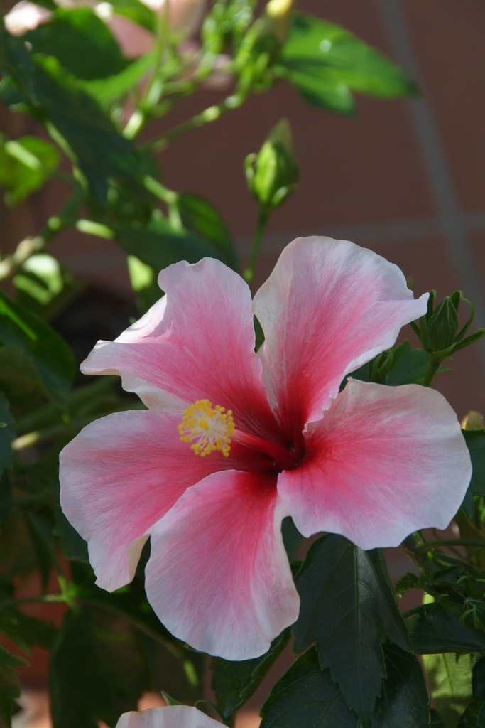 Hibiscus rosa-sinensis