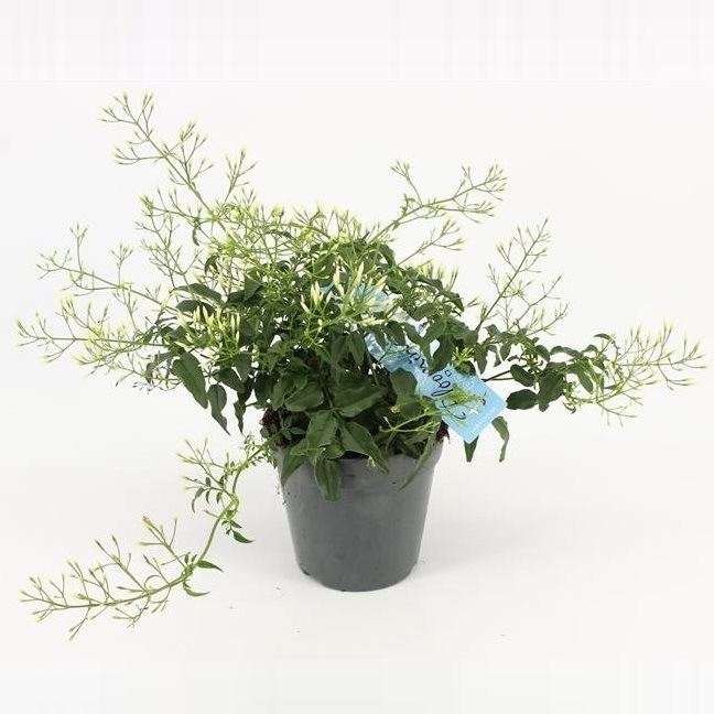 Jasminum polyanthum Buisson