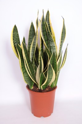 Sanseveria trifaciata 'Laurentii'